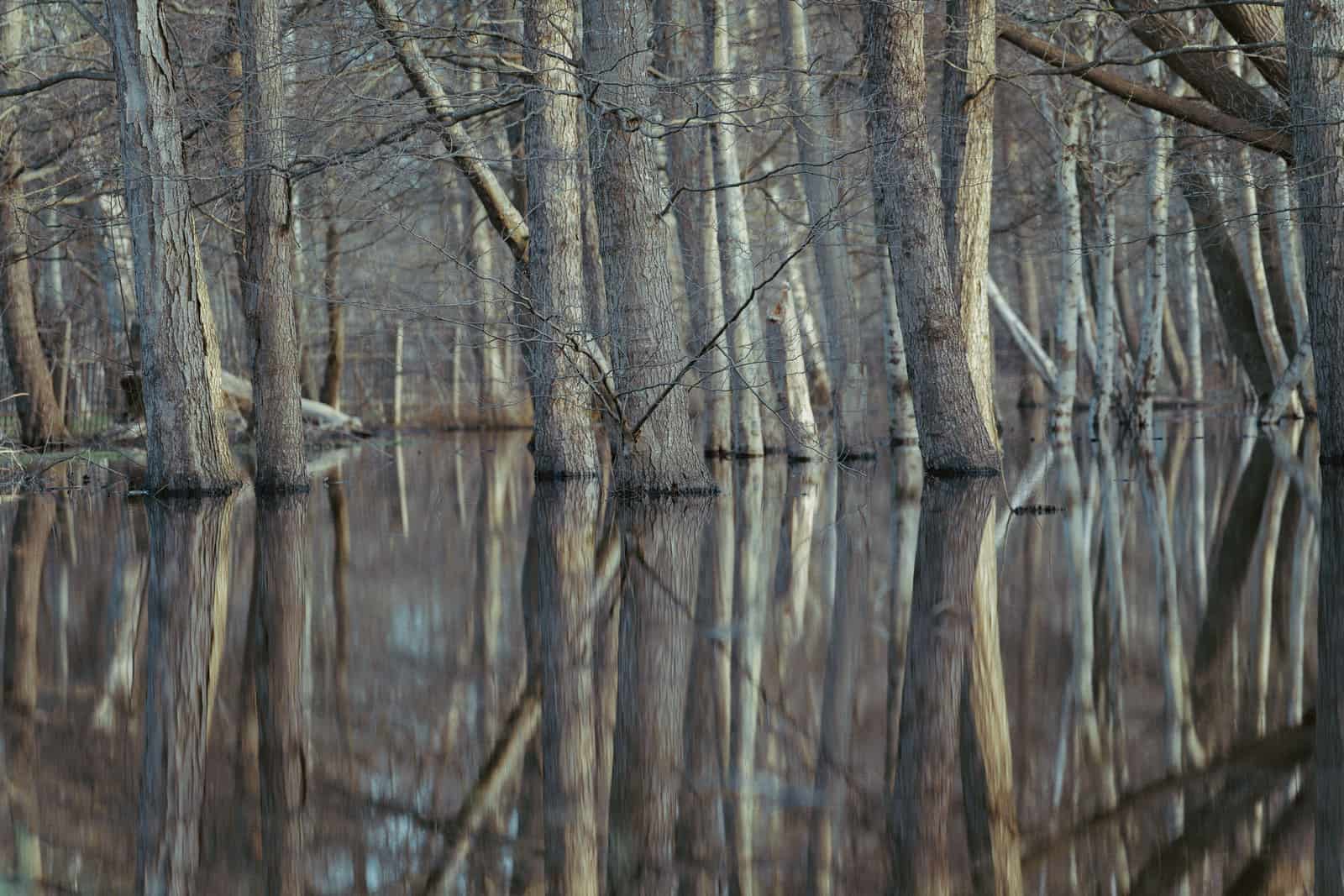 Bare hardwood trees standing in still floodwater, mirrored on the surface