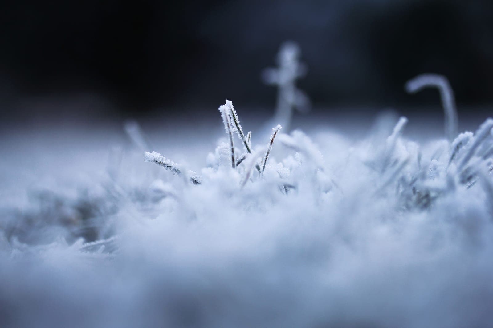 Close-up of frost crystals coating blades of grass in blue light