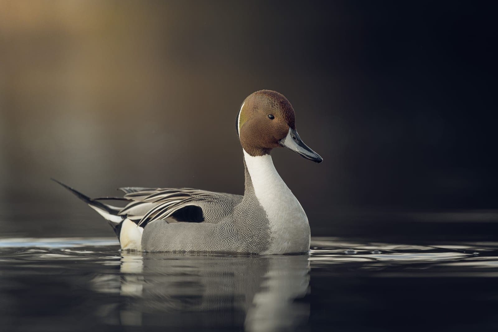 Northern pintail drake swimming on calm, dark water