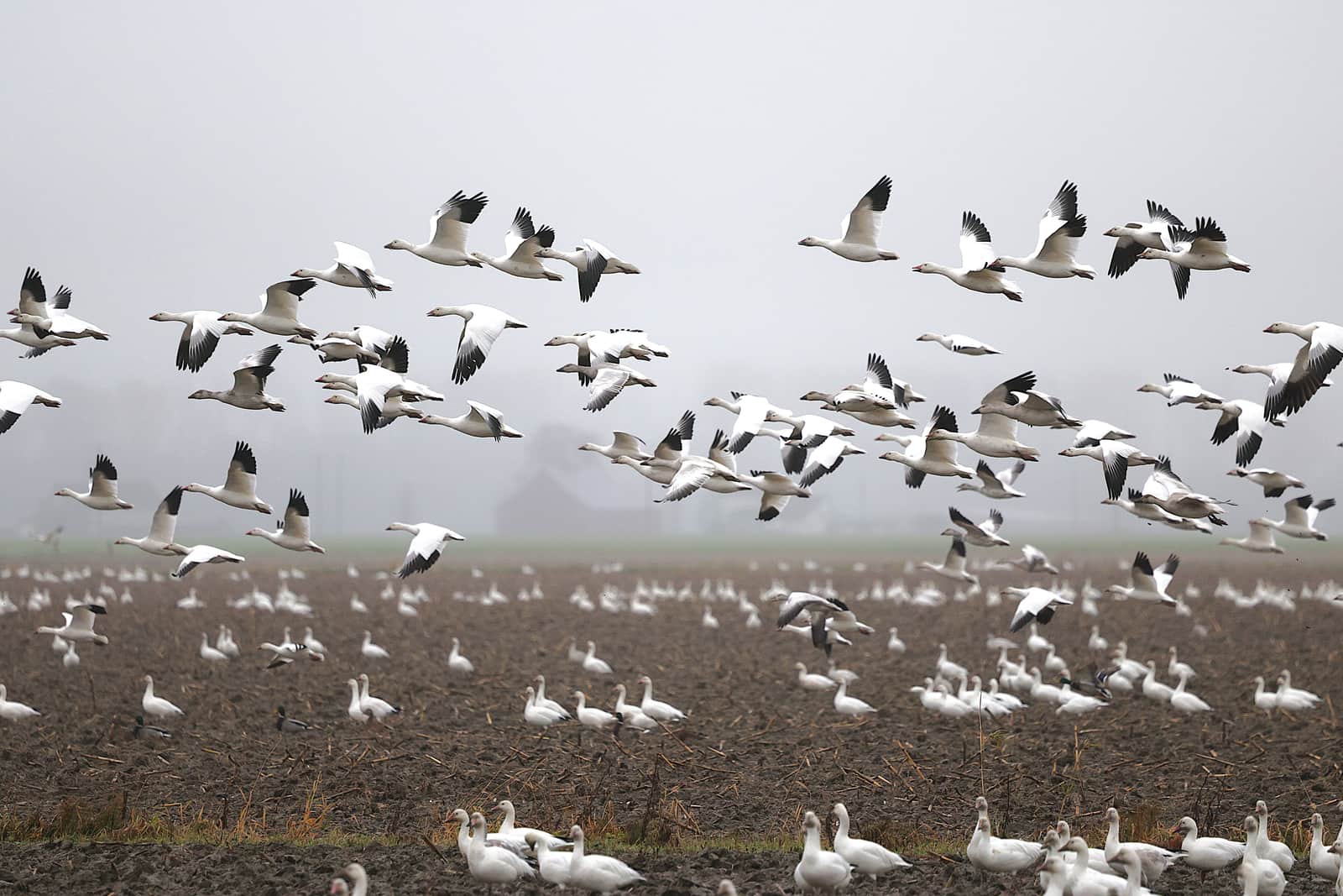 Snow geese flying low over a misty plowed field