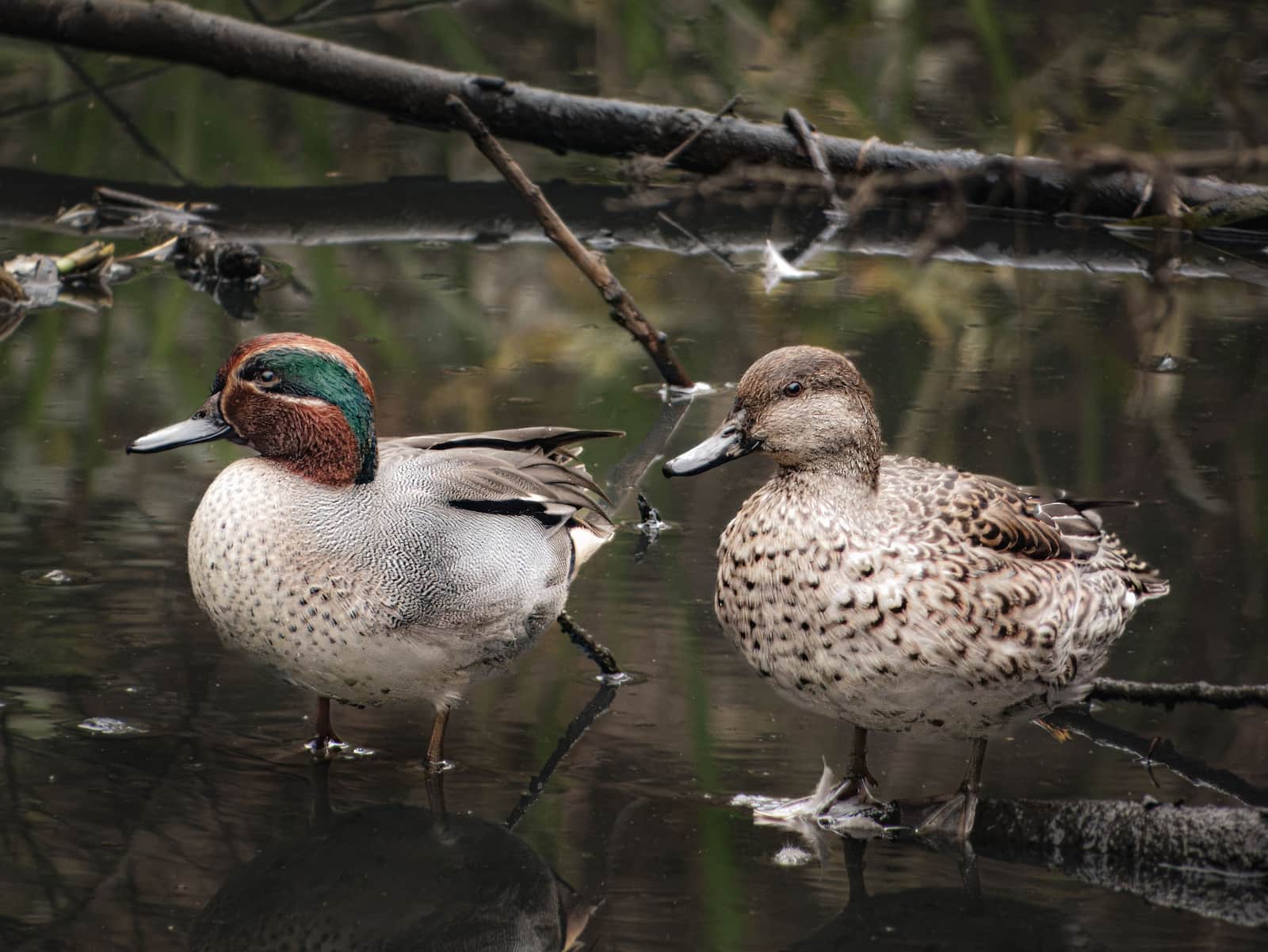 Pair of green-winged teal standing in shallow water among branches