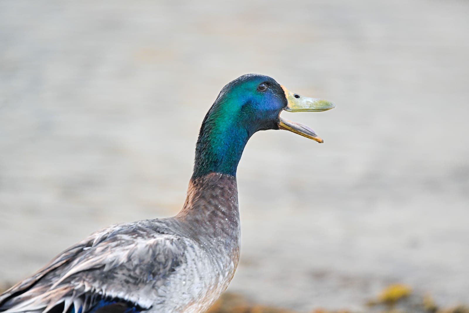 Mallard drake with its bill open mid-call against a pale background