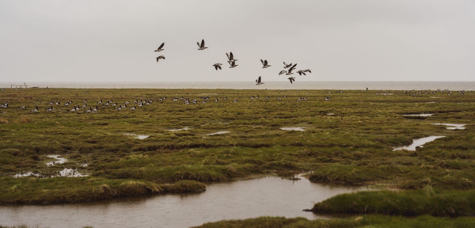 Geese flying low over a coastal marsh while a flock rests on the grass