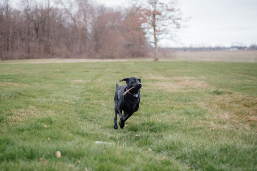 Black Labrador running back across a dormant field with a stick in its mouth